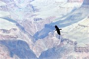 04052011_Grand Canyon Susan_246